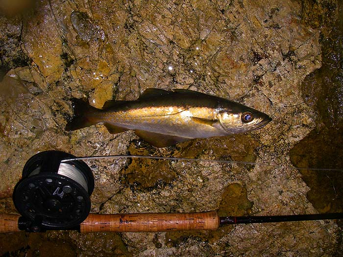 One of my smaller pollack on the third day.