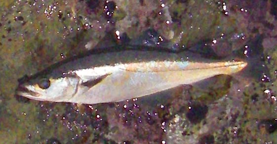 A good pollack landed on the fly.