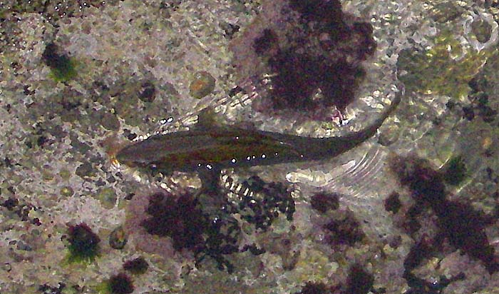 Another beauty pictured swimming about after it dropped into a rock pool.