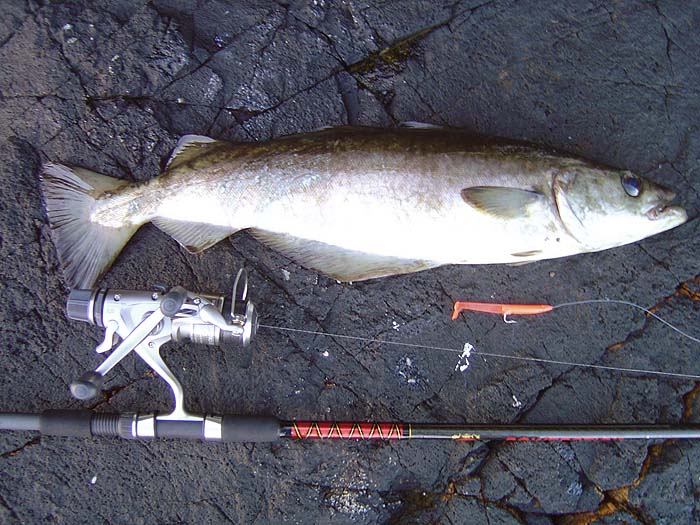 It would be fun to hook one like this on my fly gear.