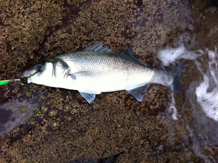 I guess that there may be a number of similar metal lures that would do the same job.