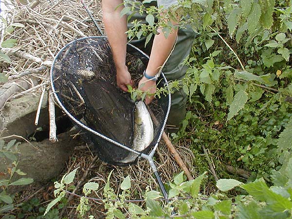 The chub took a piece of sinking flake after grabbing free offerings from the surface.