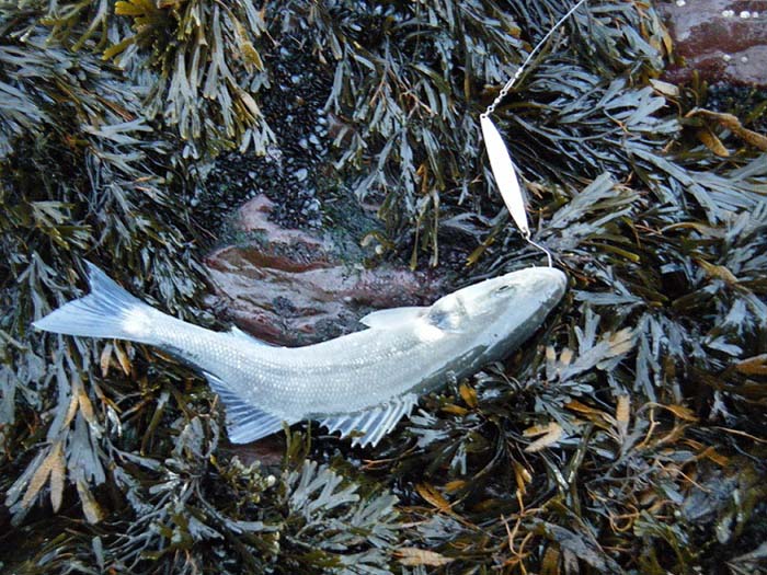 Not sure about the lure - must ask Eoghan about the single hook.