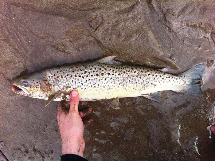 A lot of colour for a sea caught fish.