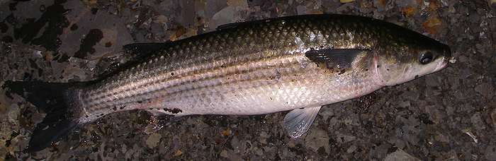 Not much bigger than the seven pounder I had a few years back but much fatter.