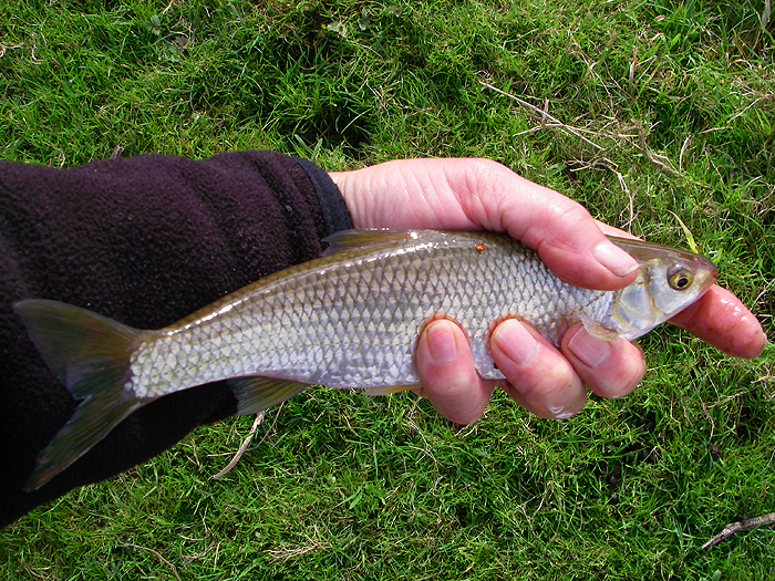 I know it's not a saltwater fish but it's part of the story.