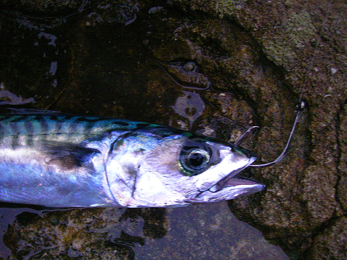 neither the bait nor the hook is too big for any decent bass.