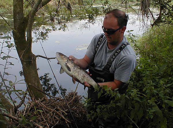 The river was very low and slow flowing. We also had lots of smallish perch, chub and pike on lures.