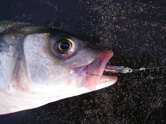 Here's a picture of the fly still neatly hooked into the bass before I unhooked and released it.