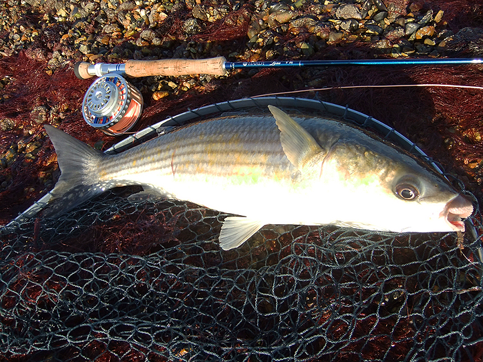 A cracking mullet for November.