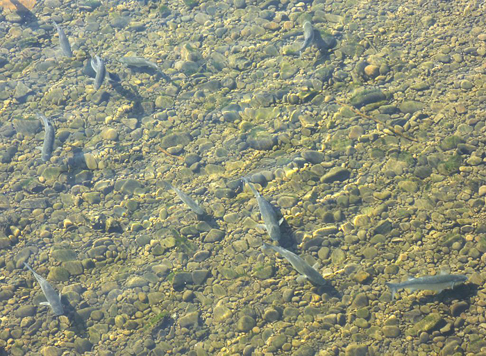 A nice picture of feeding mullet over a stony bed.