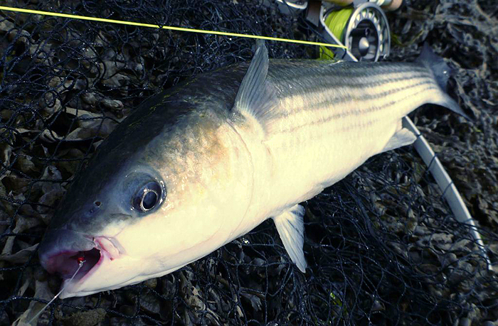 This one was keen on Joe's fly..