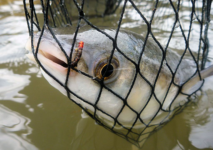 Nicely hooked on the same fly.