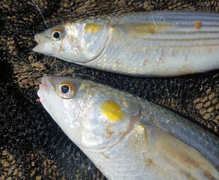 Also on the same fly.