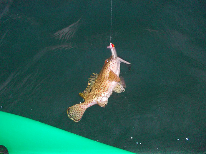 A small grouper caught by Rich.