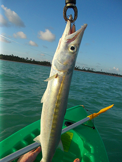 These small species of barracuda have teeth just like the big ones.
