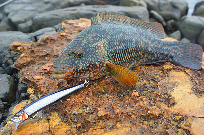 I'd have been chuffed to catch this beautiful fish when there was nothing doing. You just can't please some people.