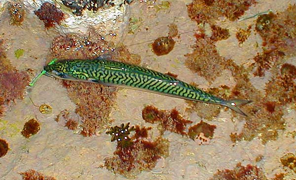 Not quite a tuna or a kingfish but good sport on appropriate gear.