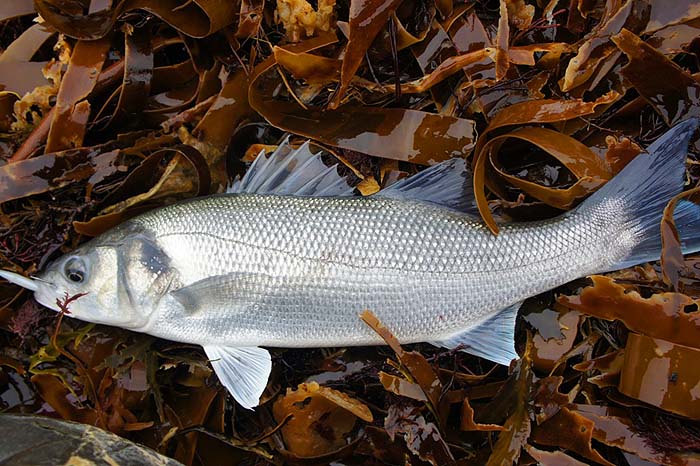 What a nice fat little bass.