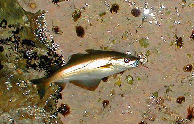 Also a good tussle on fly tackle as it plunged for the kelp.
