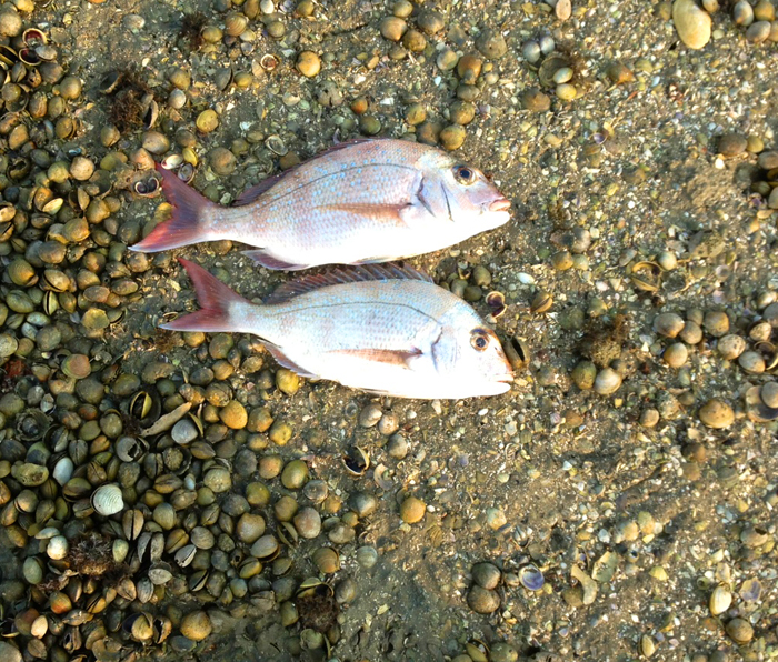 Nice, colourful, tasty fish.