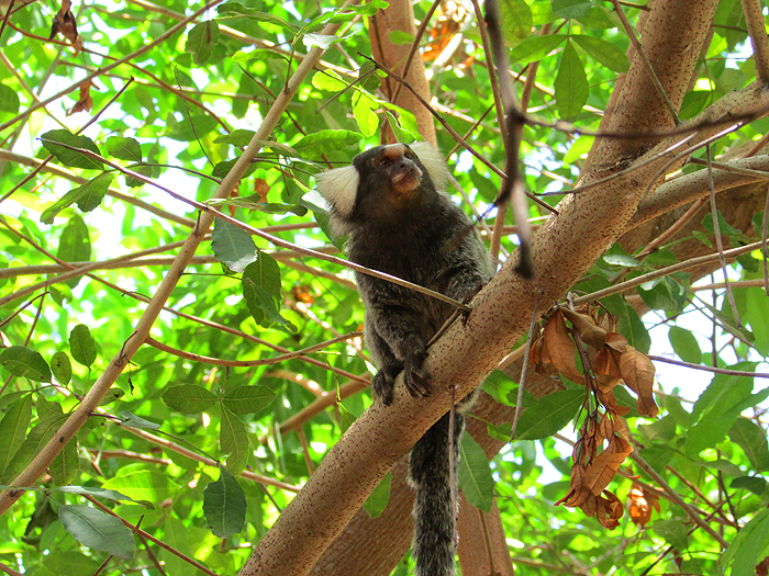 These cute little monkeys are numerous and will take bits of fruit from your hand.