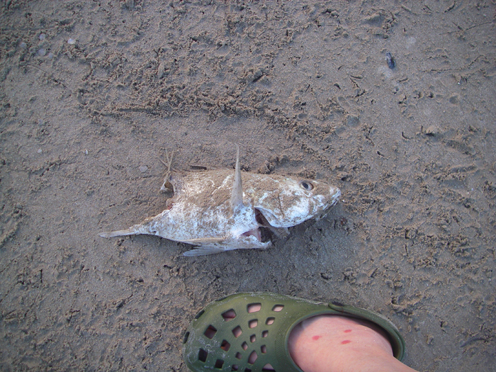 This large piece of fish was washed ashore (the vultures found it for me). It had probably been 'sharked'. Note my foot for scale and the mozzy bites.