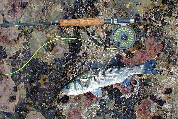 This fish gave me a screaming run and fought for minutes before I could land it.