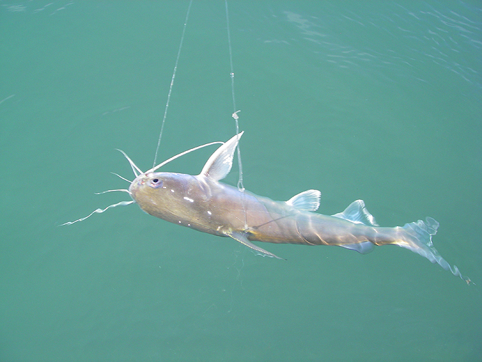 Beautiful fish but tricky to unhook without pliers.