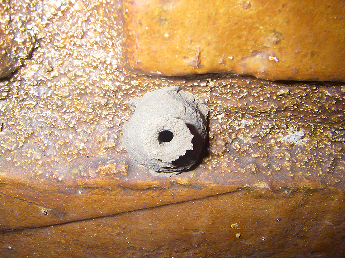 A neat little construction for an insect..