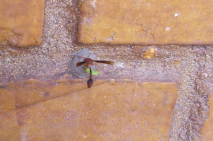 My wasp is just adding a caterpillar to the pile.