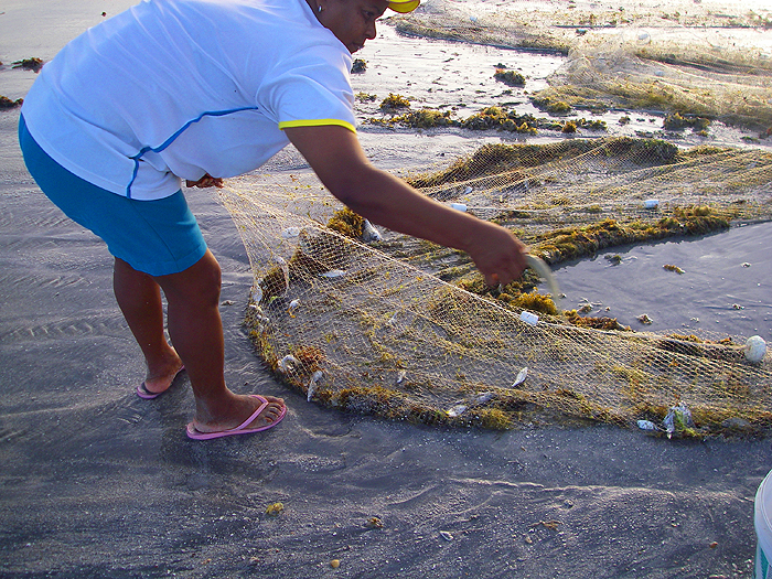 Typical of the size of fish landed in the nets.