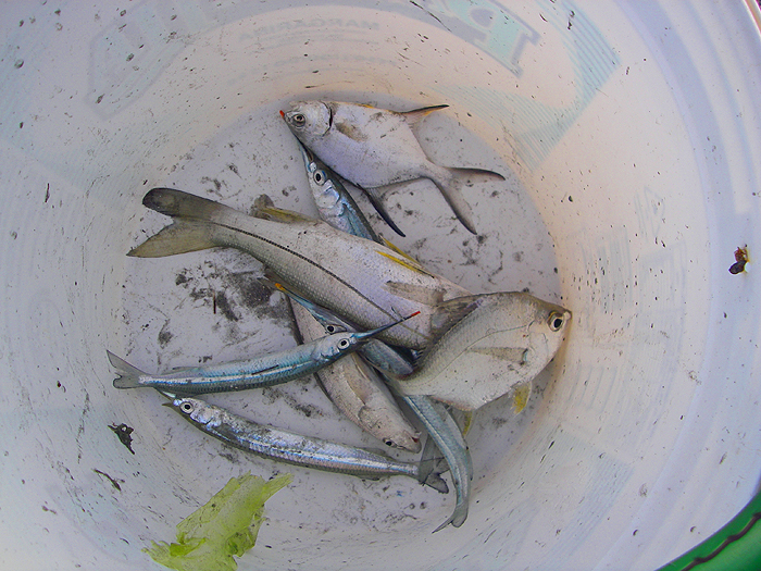 Small snook, halfbeaks and croakers made up most of the catch.