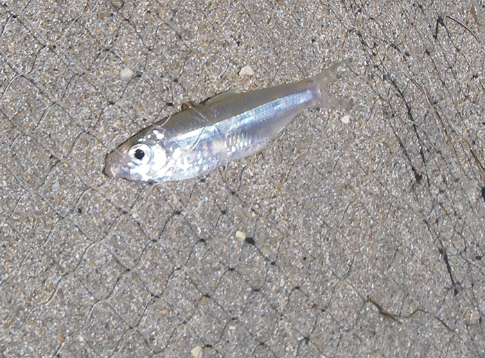 These red eared pilchards were the only type of real shoaling baitfish.