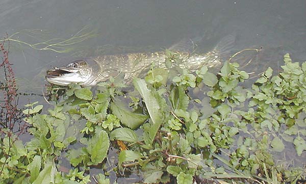 Aren't they lovely fish?.