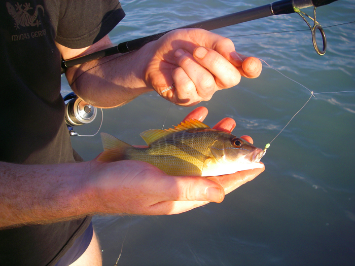 This was one of the commonest species.