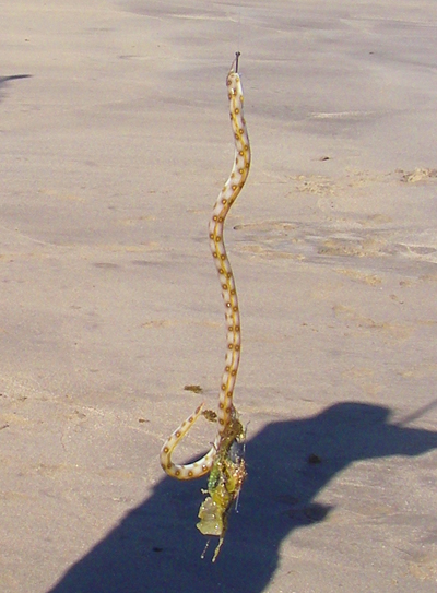 One of the weirdest fish I've ever seen.