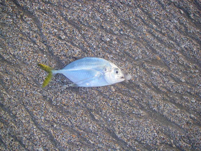 One of the smallest jacks I've ever seen.