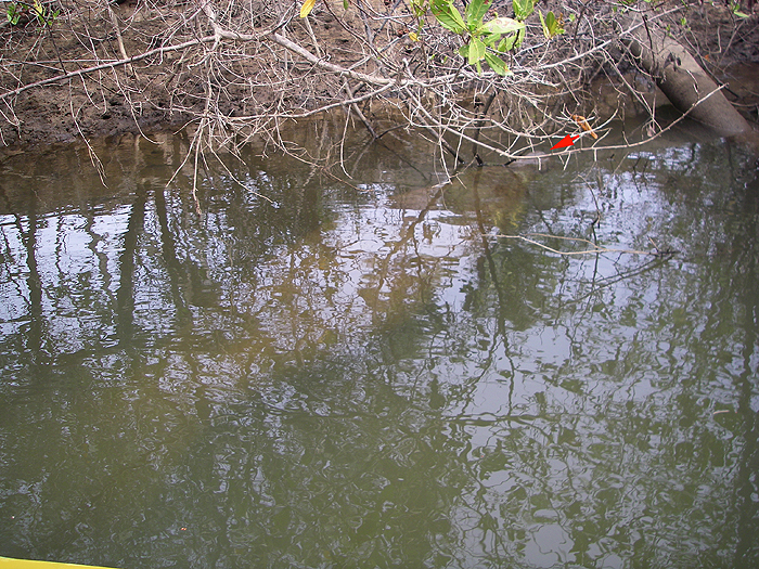 The arrow shows the tip of it's nose.