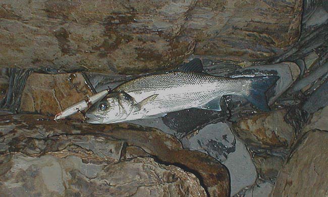 This one took the lure just as the sky was lightening.