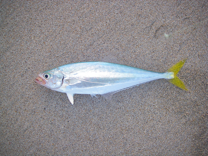 Isn't that a lovely fish?