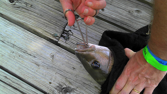 Care needed to avoid those teeth.