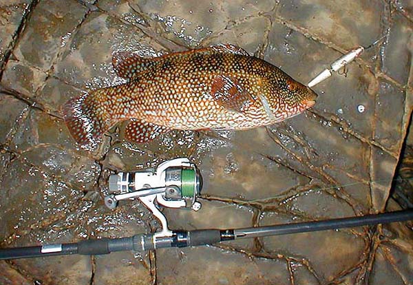 They really do a good bass imitation at times and they are much more colourful.