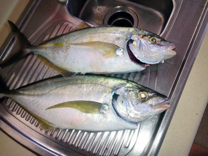 New Zealanders have not been forced to catch and release everything yet. It may happen in time.