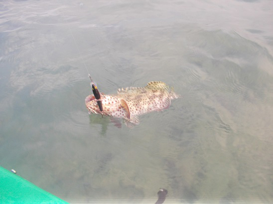 Nice little groupers.