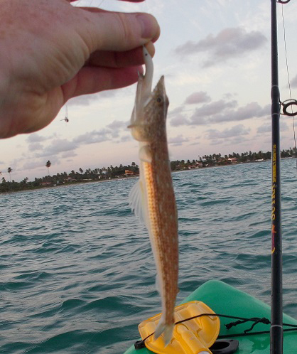 Our least favourite fish but good biters.