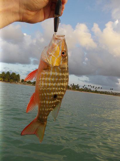 beautiful and tasty - if they're big enough to eat.