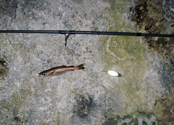 My first pollack, not a monster.