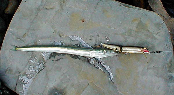 These big sandeels are usually foulhooked but this one seems to have had a go at the plug.