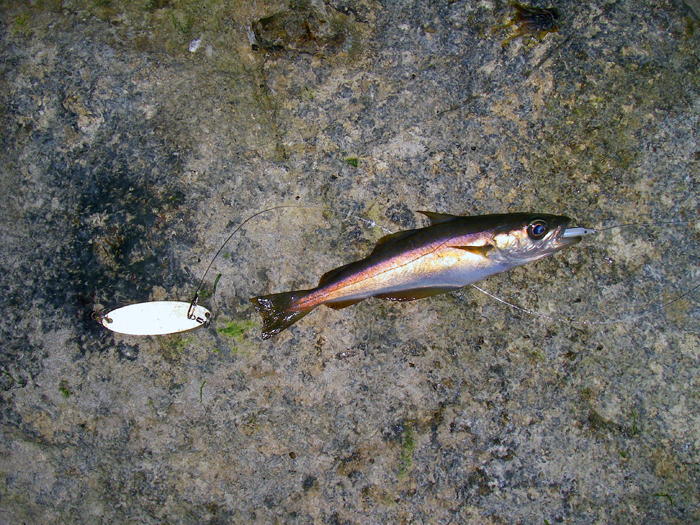 Worth having the little plastic eel on as a dropper if only to see what's about.